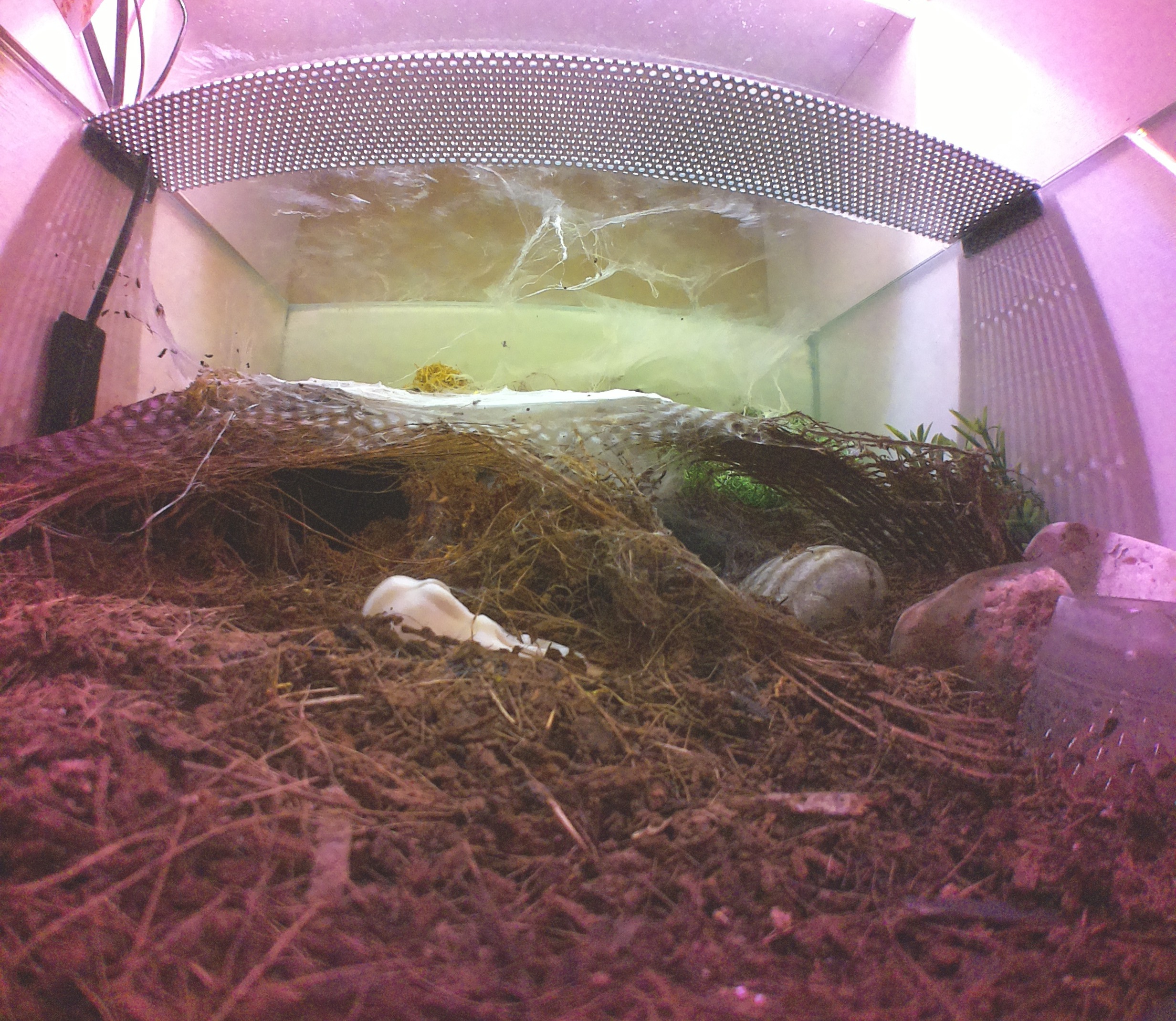 Tu powinien być pająk, chyba że gdzieś spierdzielił.